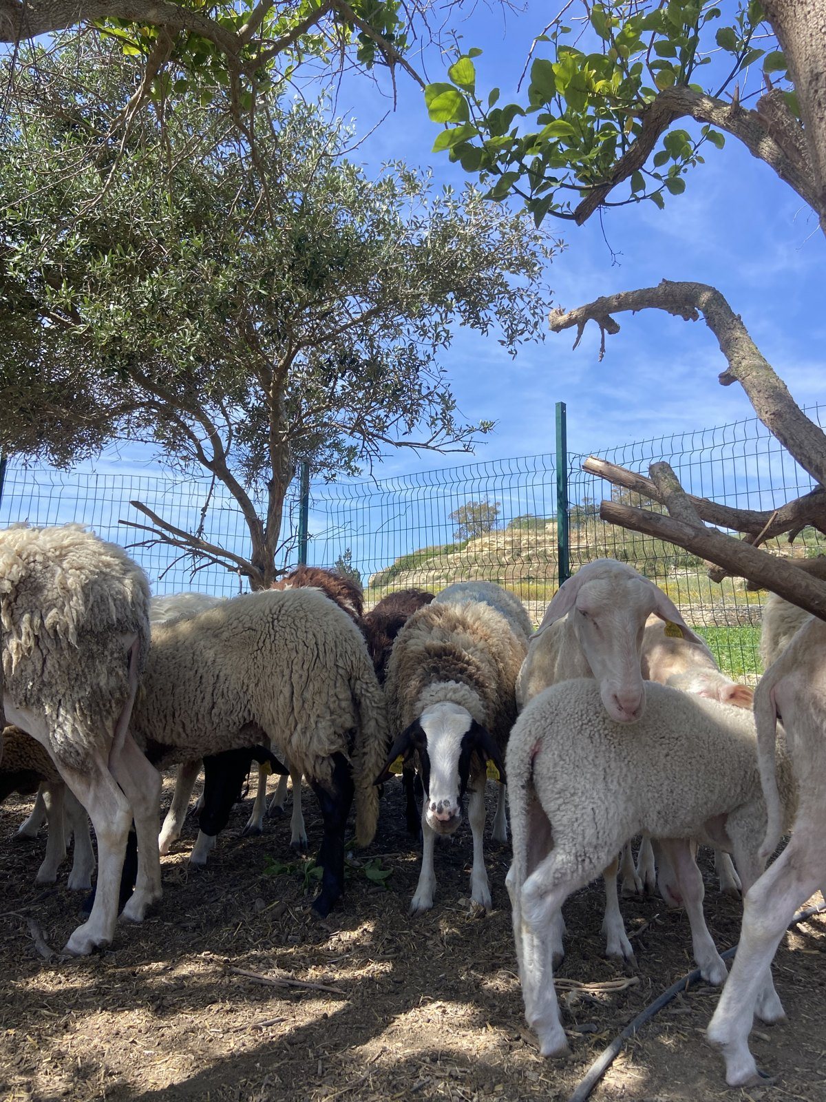 The flock under the trees at Ta' Karlu